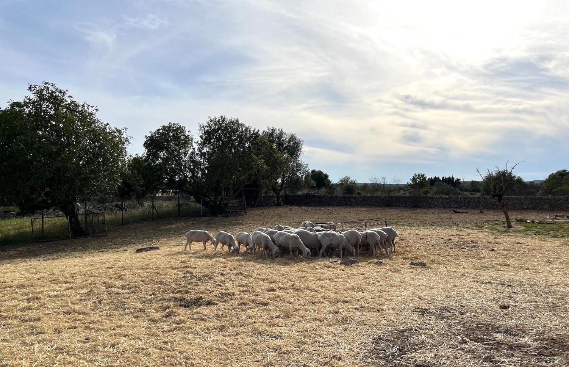 Finca Hotel Ses Cases Noves Sant Llorenc Des Cardassar Exterior photo